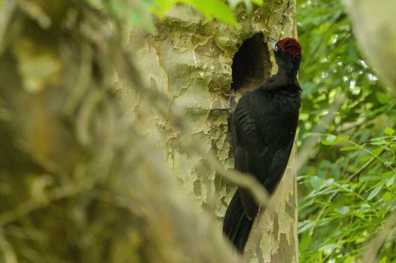 Pic noir mâle devant son nid